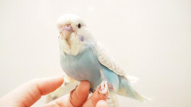 ジャンボセキセイインコ