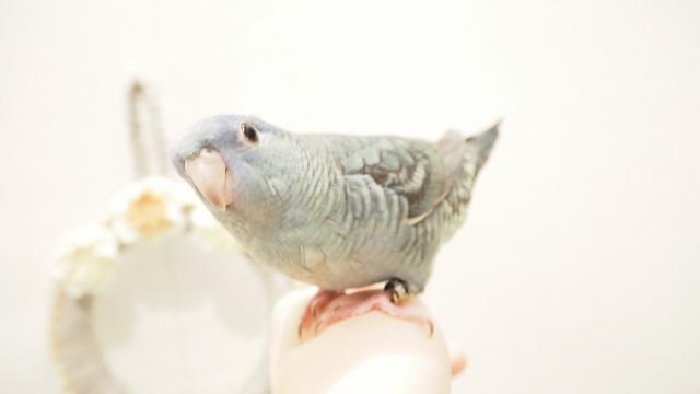 サザナミインコ