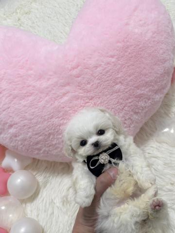 ビションフリーゼ