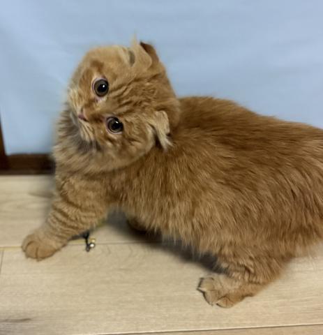 スコティッシュフォールド