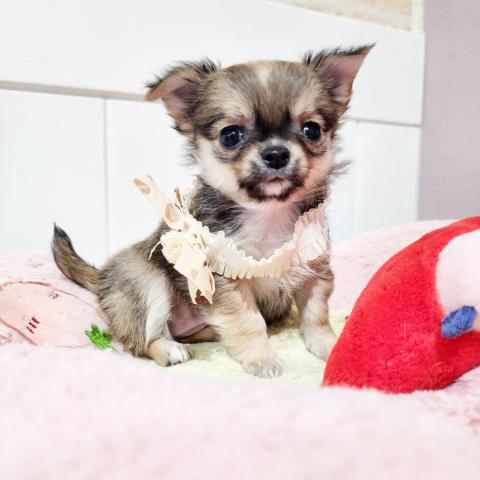 チワワ（ロングコート）