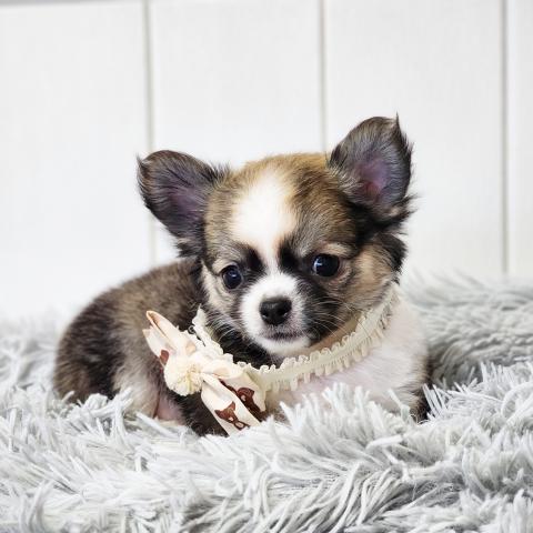 チワワ（ロングコート）