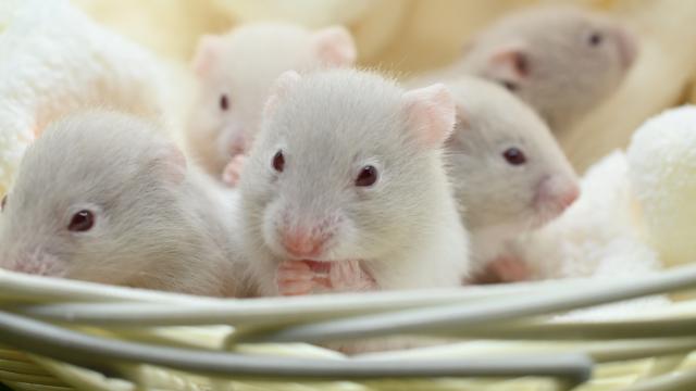 シリアンハムスター(シルバーダヴ長毛)