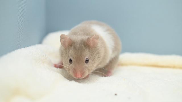 シリアンハムスター(ダヴバンデッド)