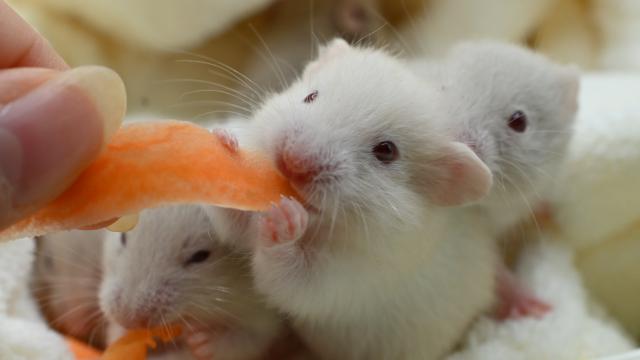 シリアンハムスター(赤目クリーム)