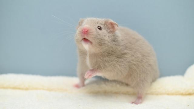 シリアンハムスター(ダヴ)