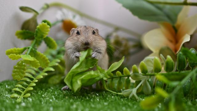 ステップレミング