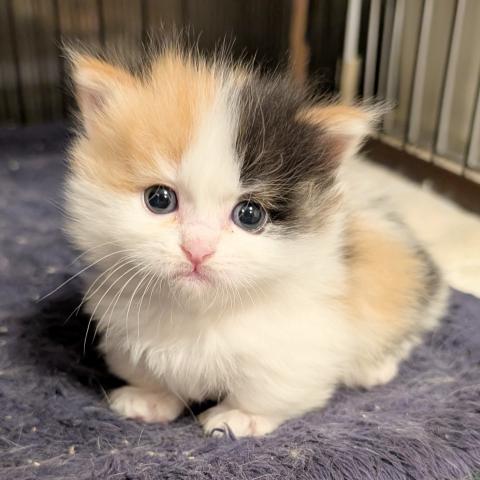 マンチカン女の子(超短足)・2026年1/12までにご成約下さった方には割引致します