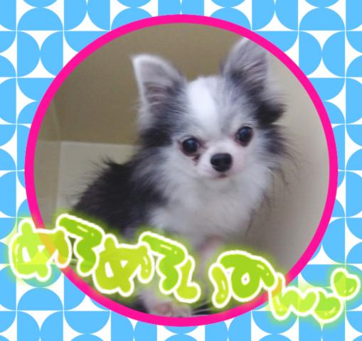 チワワ（ロングコート）