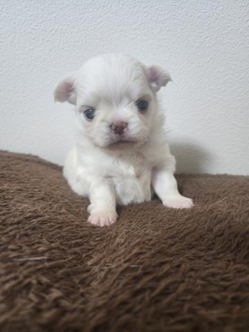 チワワ(ロングコート)