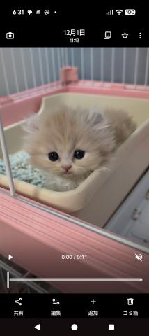 アメリカンカール