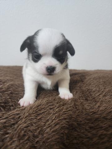 チワワ(スムースコート)