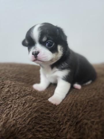 チワワ(スムースコート)