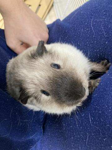 ロシアンスモーク