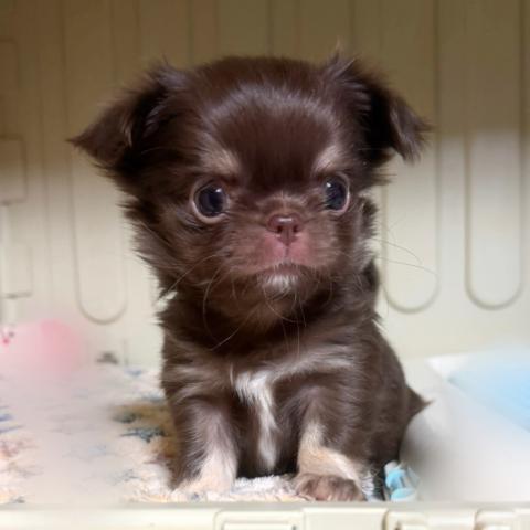 チワワ(ロングコート)