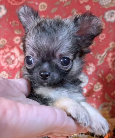 チワワ（ロングコート）