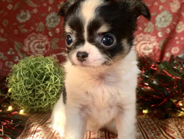 チワワ（ロングコート）