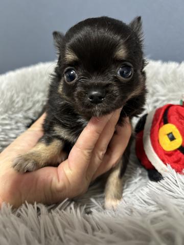 チワワ（ロングコート）