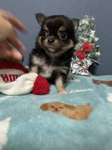 チワワ（ロングコート）