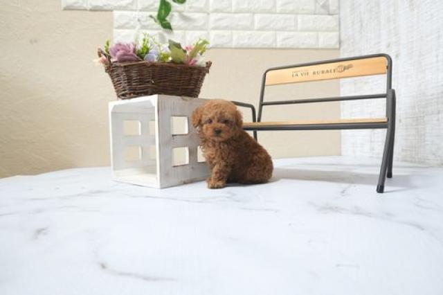 トイプードル5868