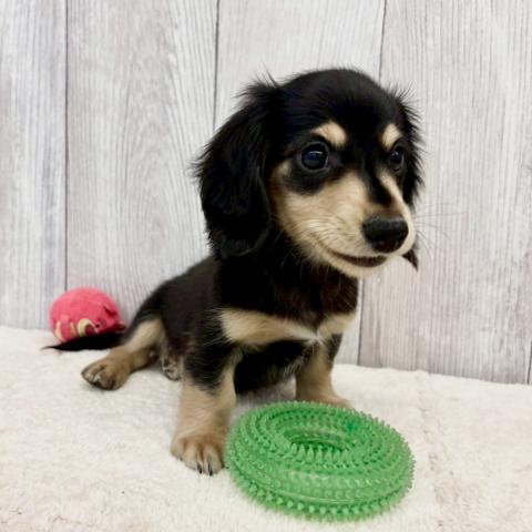 ミニチュアダックスフンド