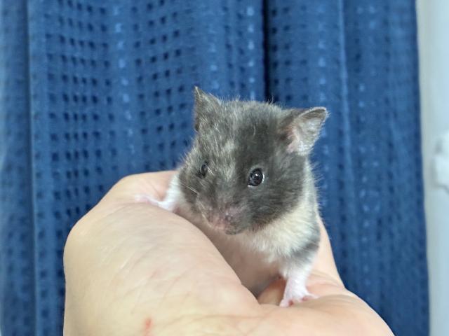 シリアンハムスター トリコロール