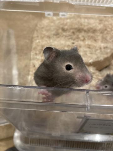セーブルハムスター/性別は詳細に記載