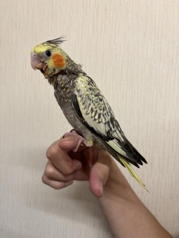 オカメインコ パール