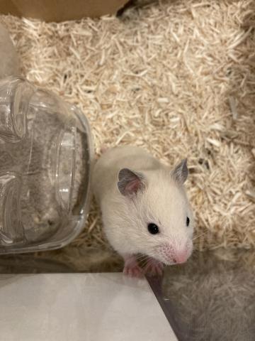 クリームハムスター/性別は詳細に記載。