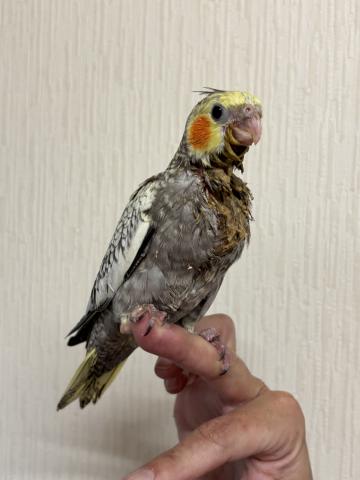 オカメインコ パール