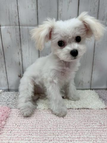 MIXトイプードル×ビション