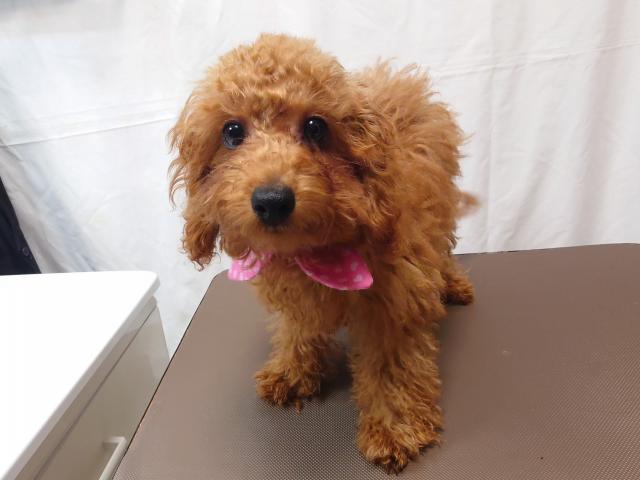 トイプードル