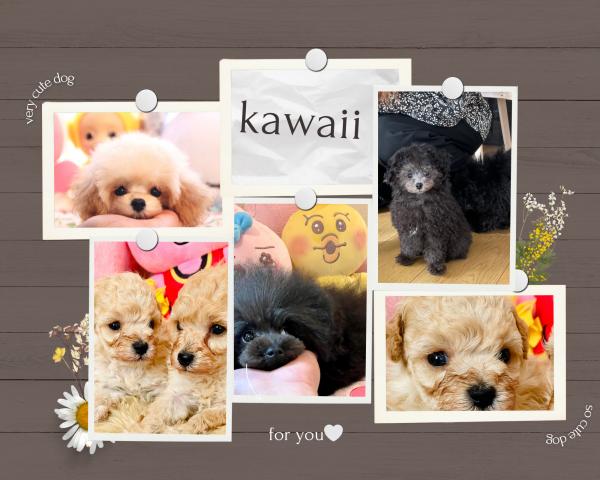 カワイイぷーどるどっぐ