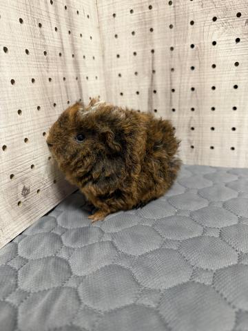 アルパカモルモット