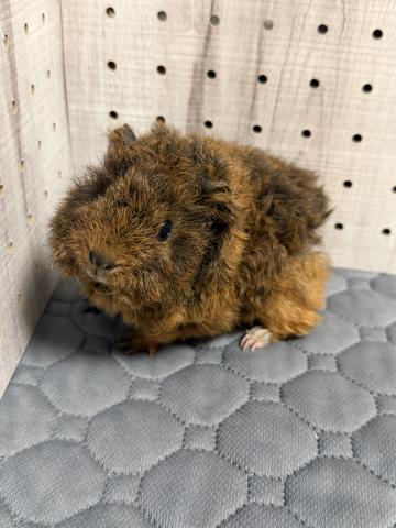 アルパカモルモット