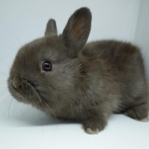 ネザーランドドワーフ(チョコレート)