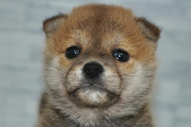 豆柴犬　　（251230）