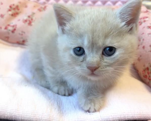 スコティッシュフォールド