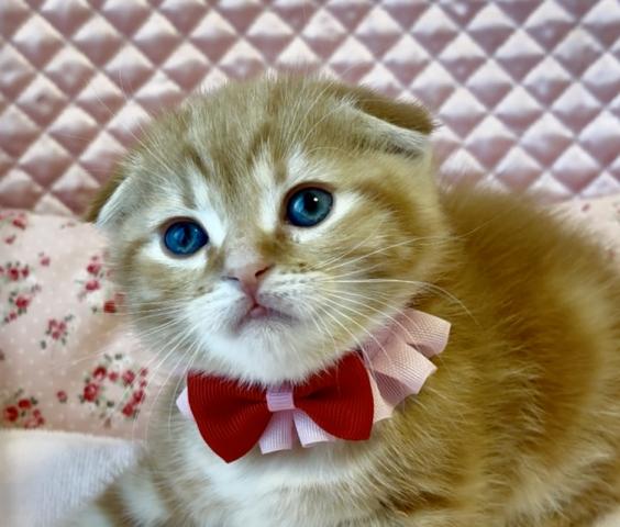 スコティッシュフォールド