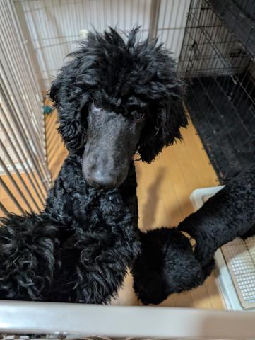 ミディアムプードル