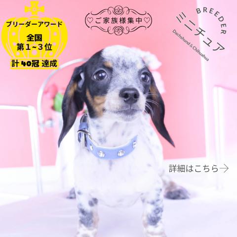 ミニチュアダックスフンド　スムース