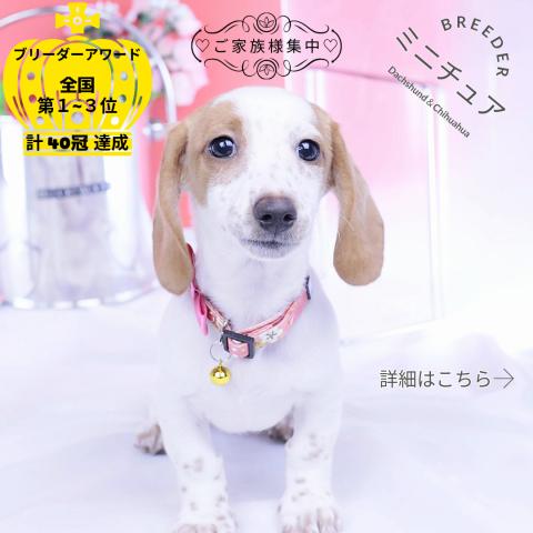 ミニチュアダックスフンド　スムース