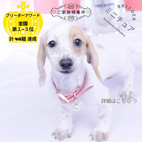 ミニチュアダックスフンド　スムース