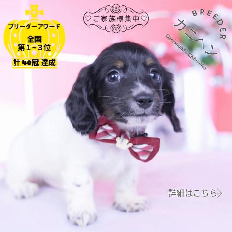 カニヘンダックスフンド　ロング