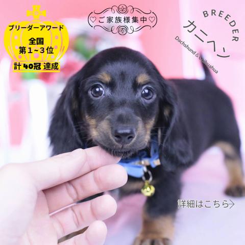 カニヘンダックスフンド　ロング