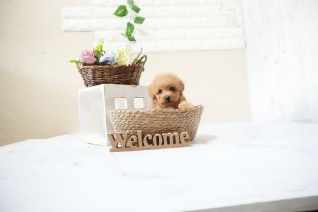 トイプードル（タイニー）5902