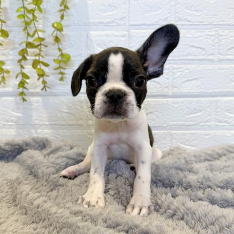 フレンチブルドッグ