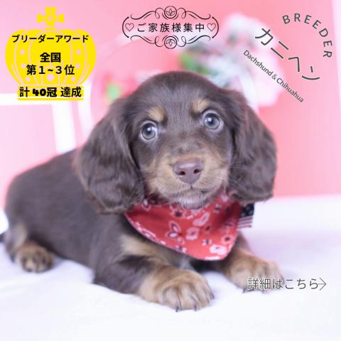 カニヘンダックスフンド　ロング