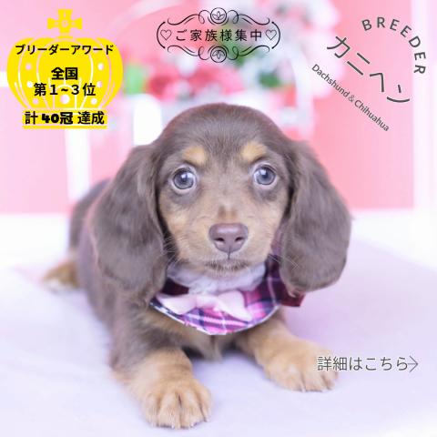 カニヘンダックスフンド　ロング