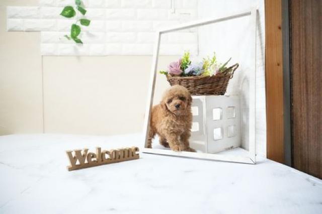 トイプードル(タイニー)5908